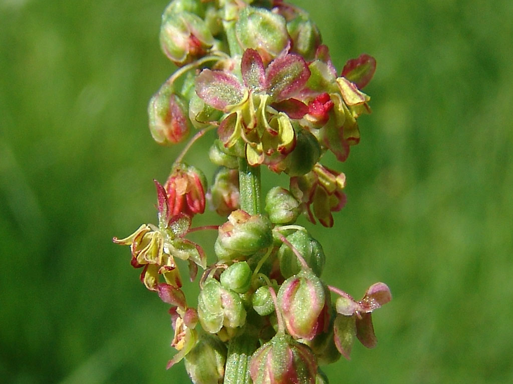 common sorrel